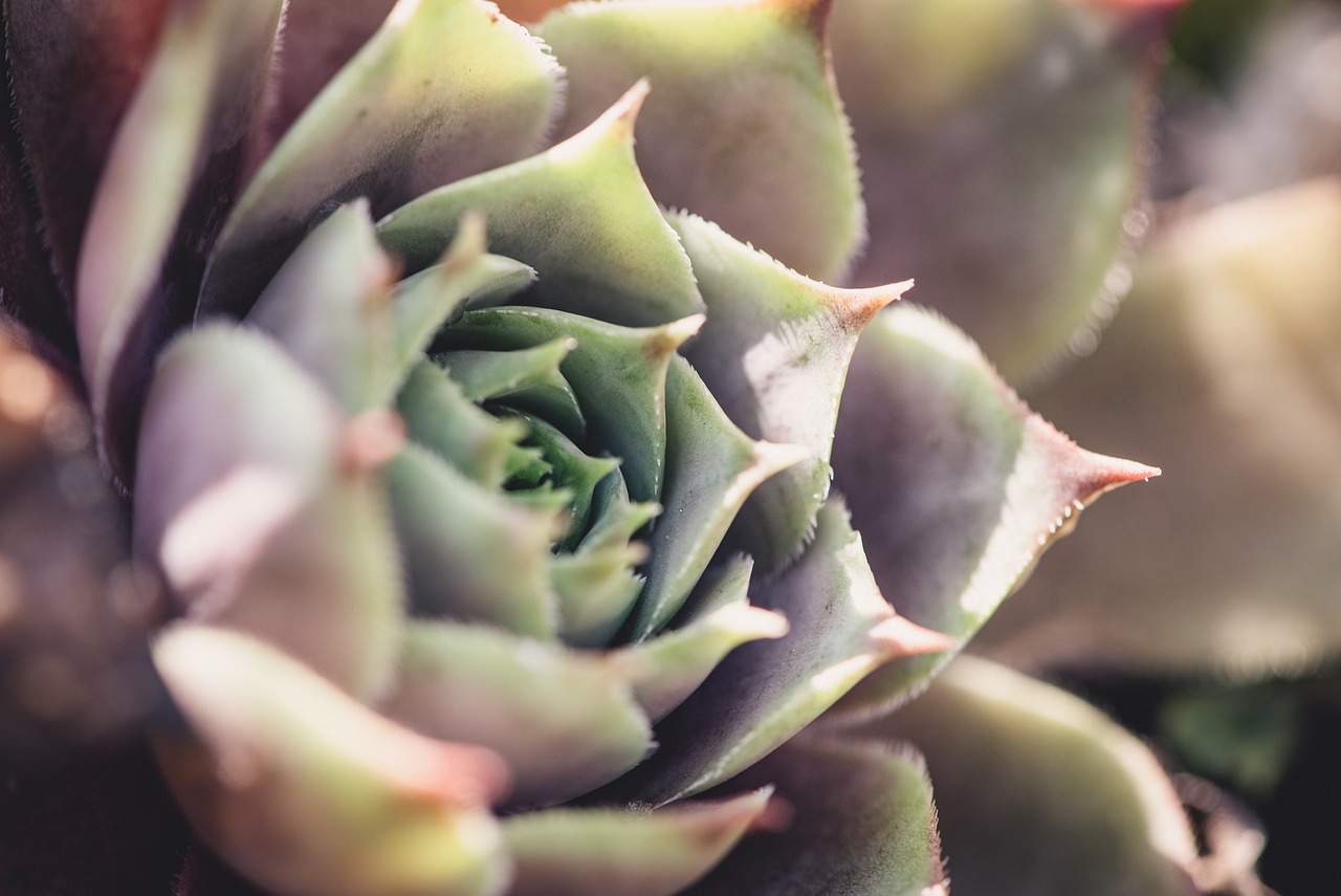 How to Plant and Grow a Succulent Garden